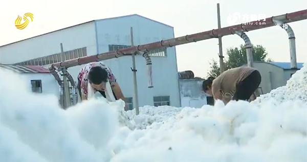 【山東三農(nóng)新聞聯(lián)播】德州武城:種棉有補(bǔ)貼 棉農(nóng)增收多