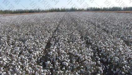 1.9億!這家紡織龍頭轉(zhuǎn)讓在疆擁3座加工廠和20萬(wàn)畝棉田的公司股權(quán)